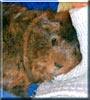 Onslow the Agouti Guinea Pig