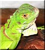 Ty the Green Iguana