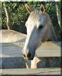 Dusty the Arabian, Quarter Horse