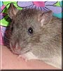 Pepper the Fancy Rat