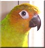 Lucy the Sun Conure