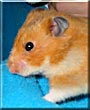 Snickerdoodle the Syrian Hamster