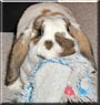 Bun Bun the Rabbit