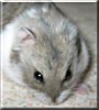 Misty the Russian Dwarf Hamster