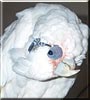 Tiki the Little Corella cockatoo