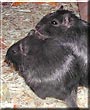 Chocolate, Brownie the Gerbil