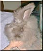 Angel the English Angora Rabbit