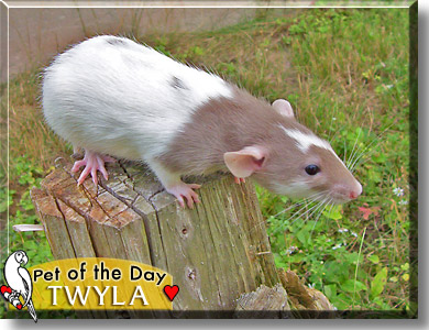 Twyla, the Pet of the Day