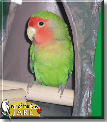 Jake, the Pet of the Day