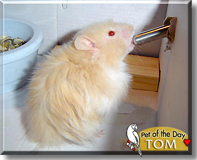Tom, the Pet of the Day