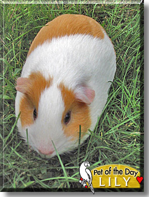 Lily, the Pet of the Day