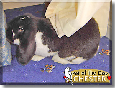 Chester, the Pet of the Day