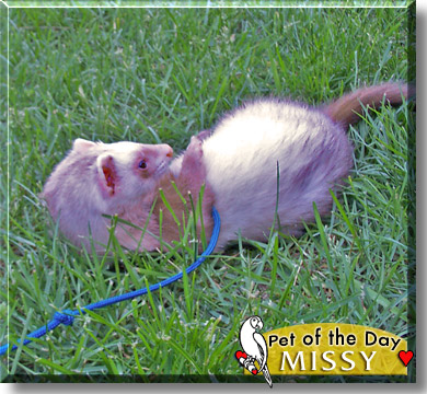Missy, the Pet of the Day