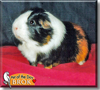 Brok, the Pet of the Day