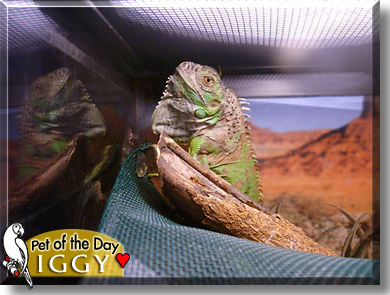 Iggy, the Pet of the Day