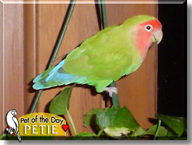 Petie, the Pet of the Day
