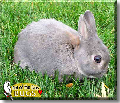 Bugs, the Pet of the Day