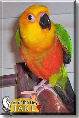 Jake, the Pet of the Day