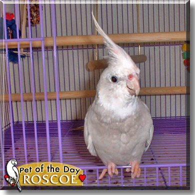 Roscoe, the Pet of the Day