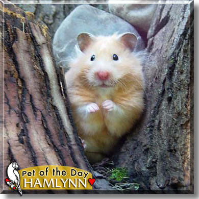 Hamlynn, the Pet of the Day