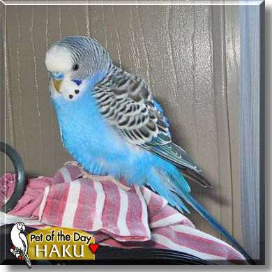 Haku, the Pet of the Day
