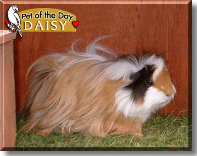 Daisy, the Pet of the Day