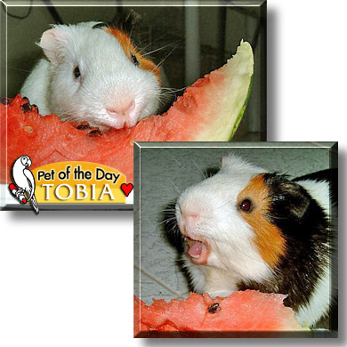 Tobia, the Pet of the Day