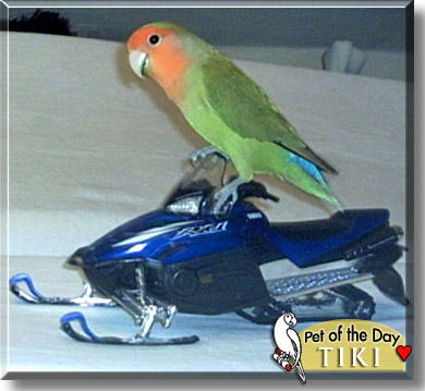 Tiki, the Pet of the Day