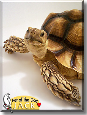 Jack, the Pet of the Day