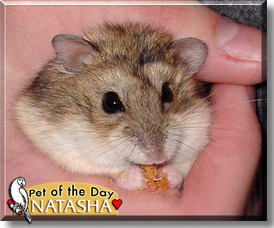 Natasha, the Pet of the Day