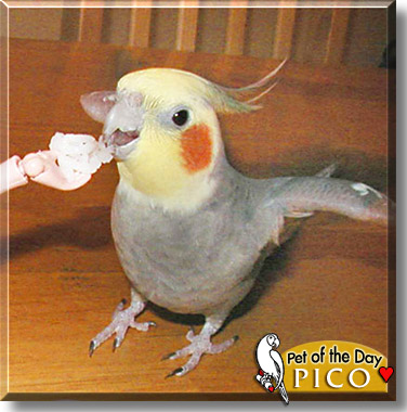 Pico, the Pet of the Day