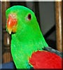 Leonardo the Red Winged Parrot