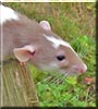 Twyla the Dumbo rat