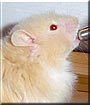 Tom the Teddy Bear Hamster
