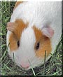Lily the Guinea Pig