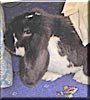 Chester the Dwarf Lop