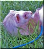 Missy the Ferret