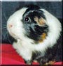 Brok the Guinea Pig