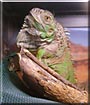 Iggy the Green Iguana