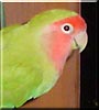Petie the Lovebird