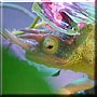Kudzu the Jackson's Chameleon