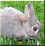 Bugs the Netherlands Dwarf Rabbit