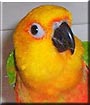 Jake the Jenday Conure