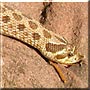 Chubby the Western Hognose Snake