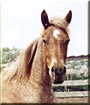 Digger the Appaloosa
