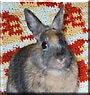 Hershey the Rabbit