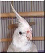 Roscoe the White Faced Cockatiel