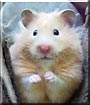 Hamlynn the Teddy Bear Hamster