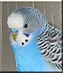 Haku the Budgie