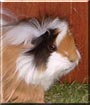 Daisy the Angolan Guinea Pig